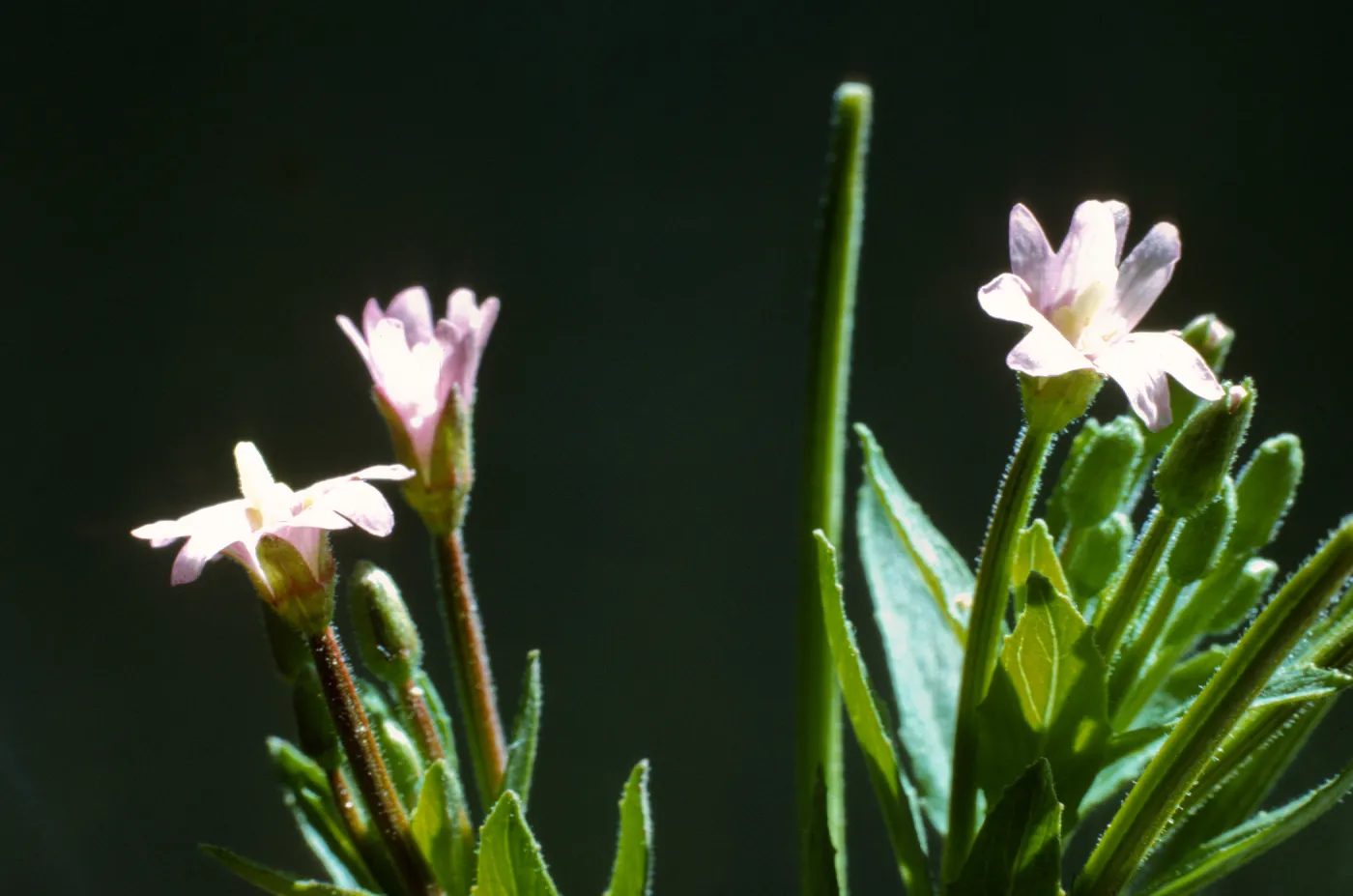 Epilobium adenocaulon