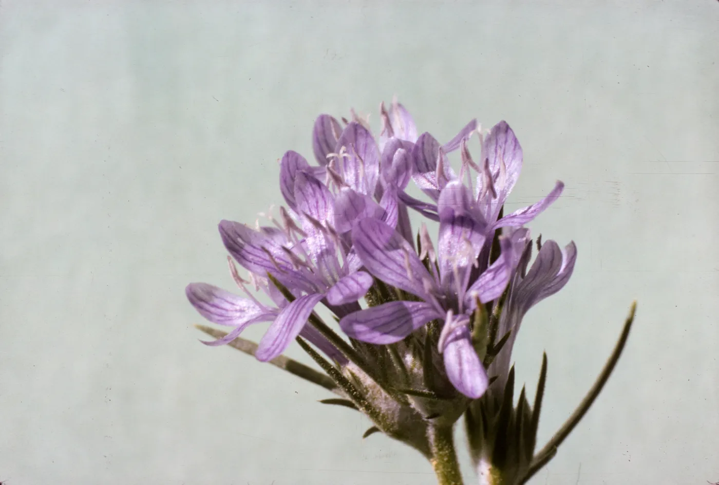 Eriastrum densifolium ssp. austromontanum