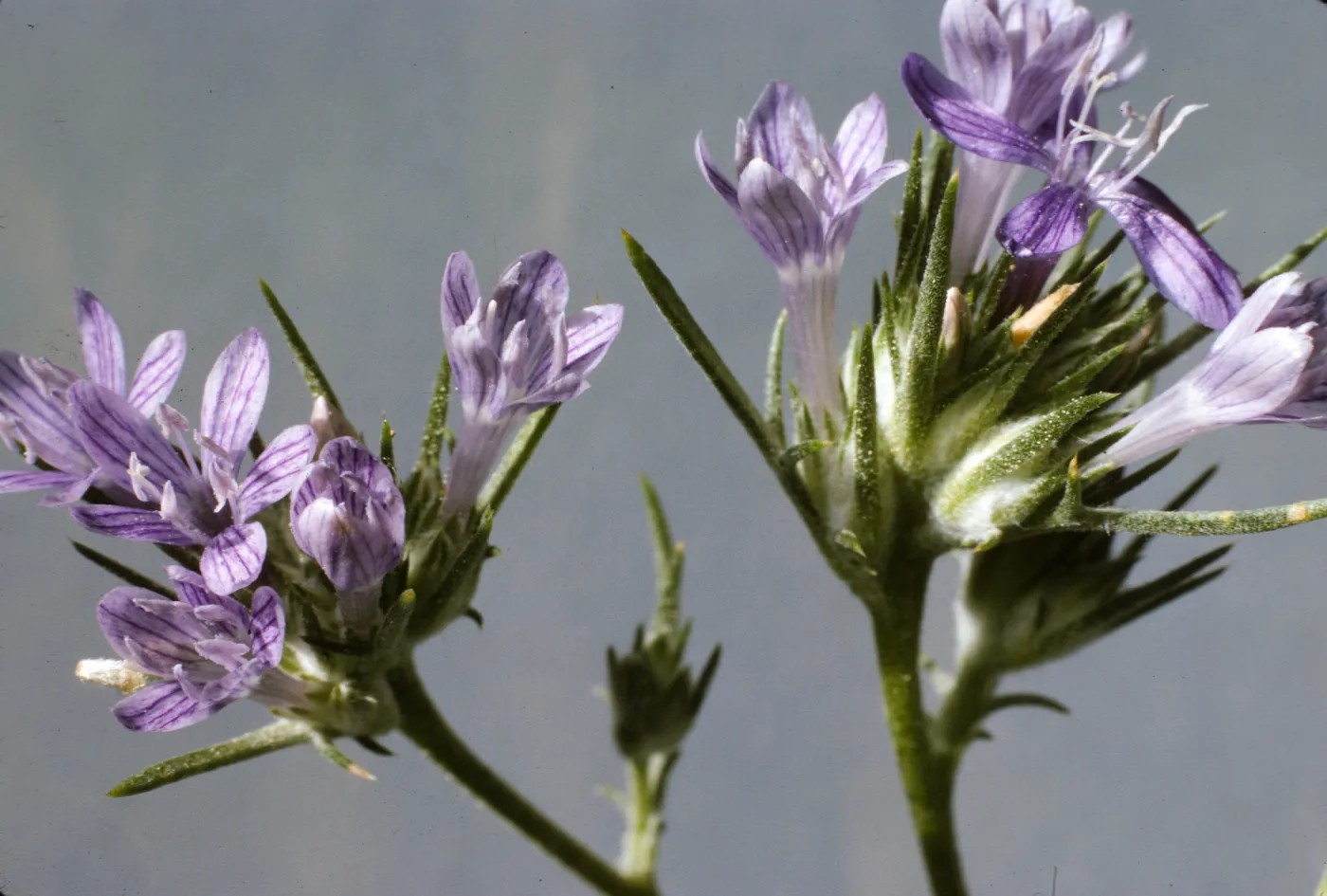 Eriastrum densifolium ssp. austromontanum