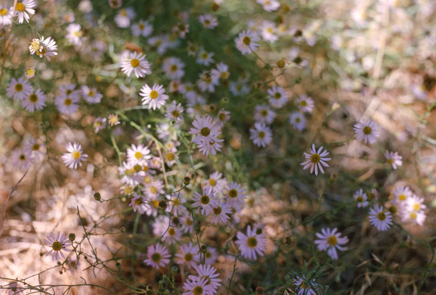 Erigeron foliosus 