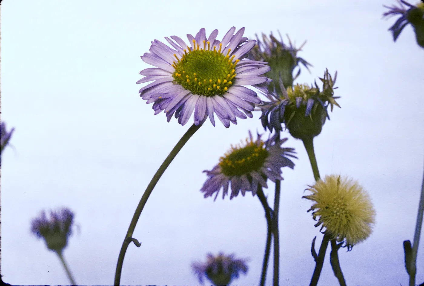 Erigeron sanctarum
