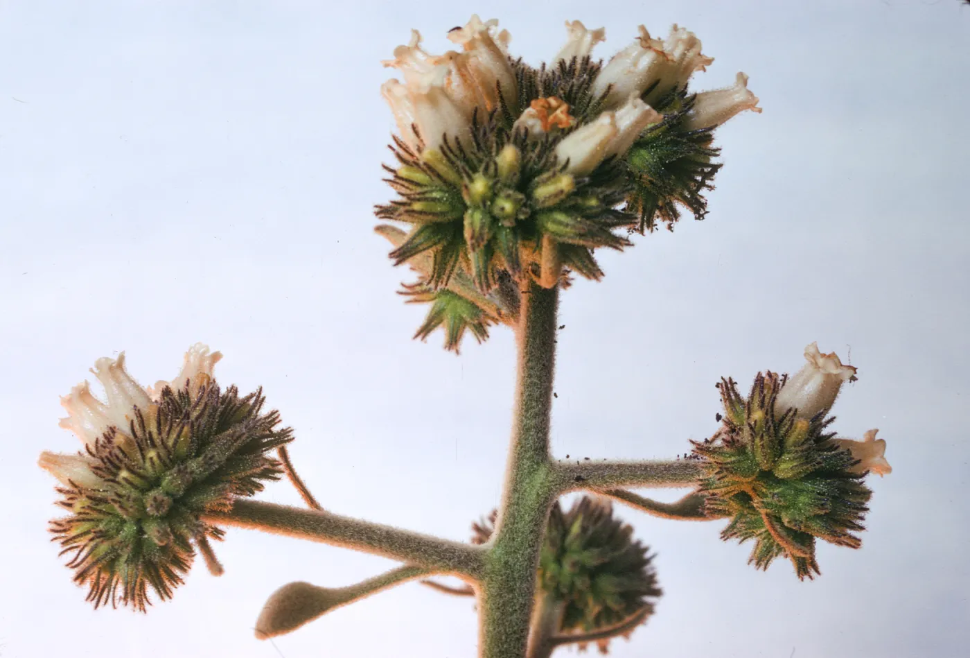 Eriodictyon traskiae