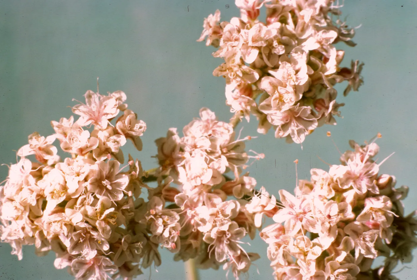Eriogonum fasciculatum var. foliolosum