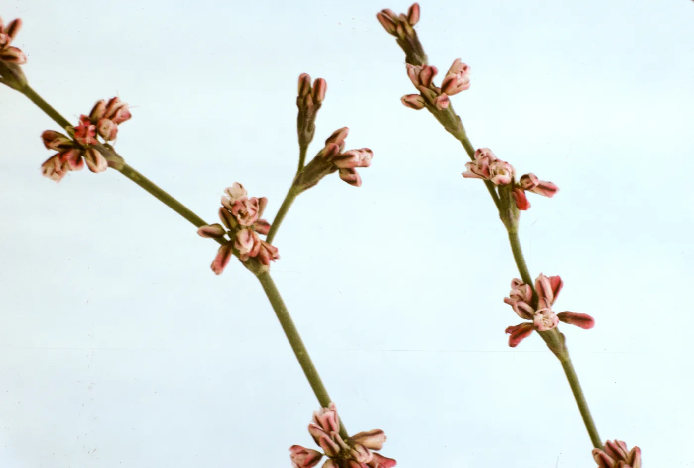 Eriogonum gracile var. cithariforme