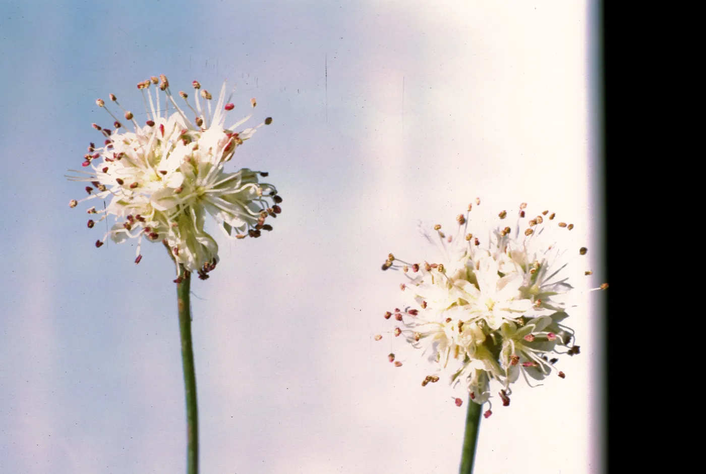 Eriogonum latifolium ssp. saxicola