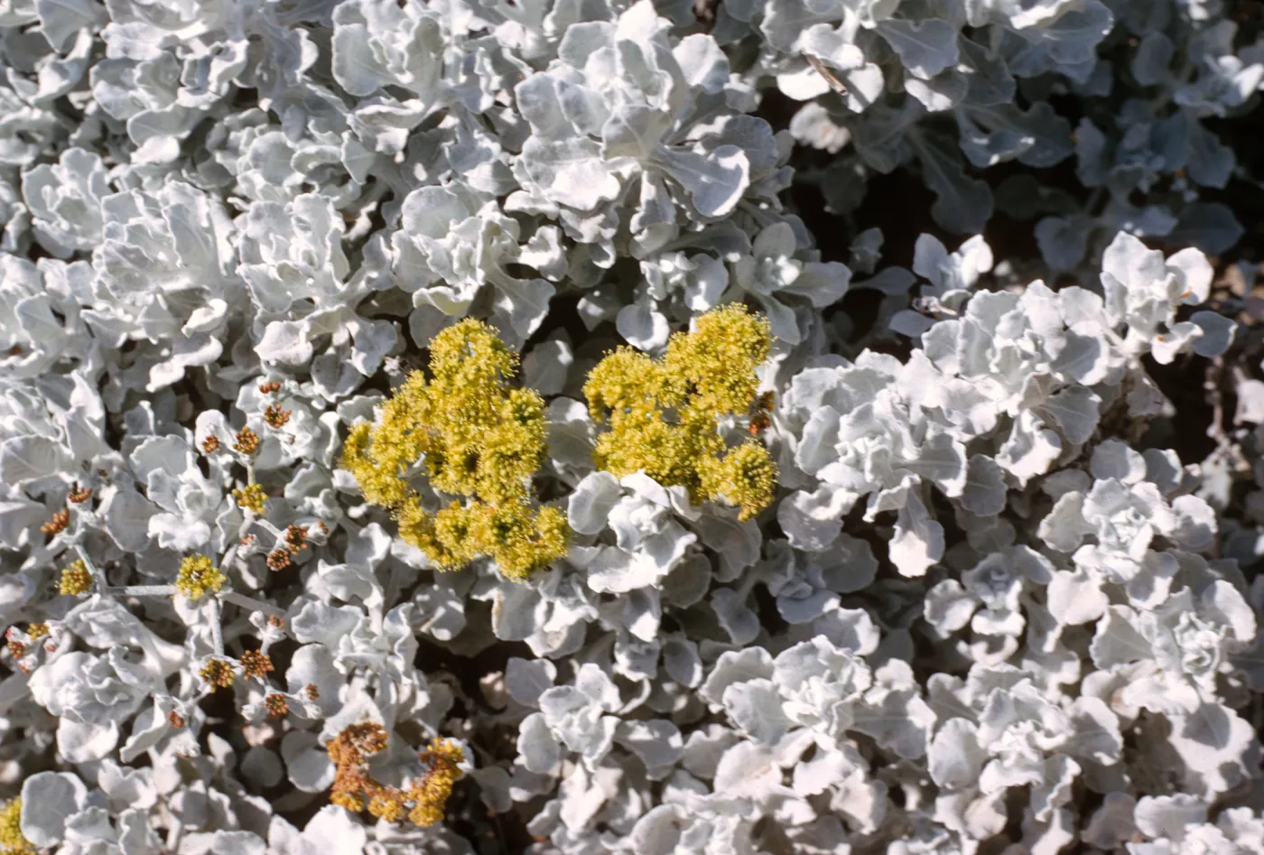Eriogonum saxatile