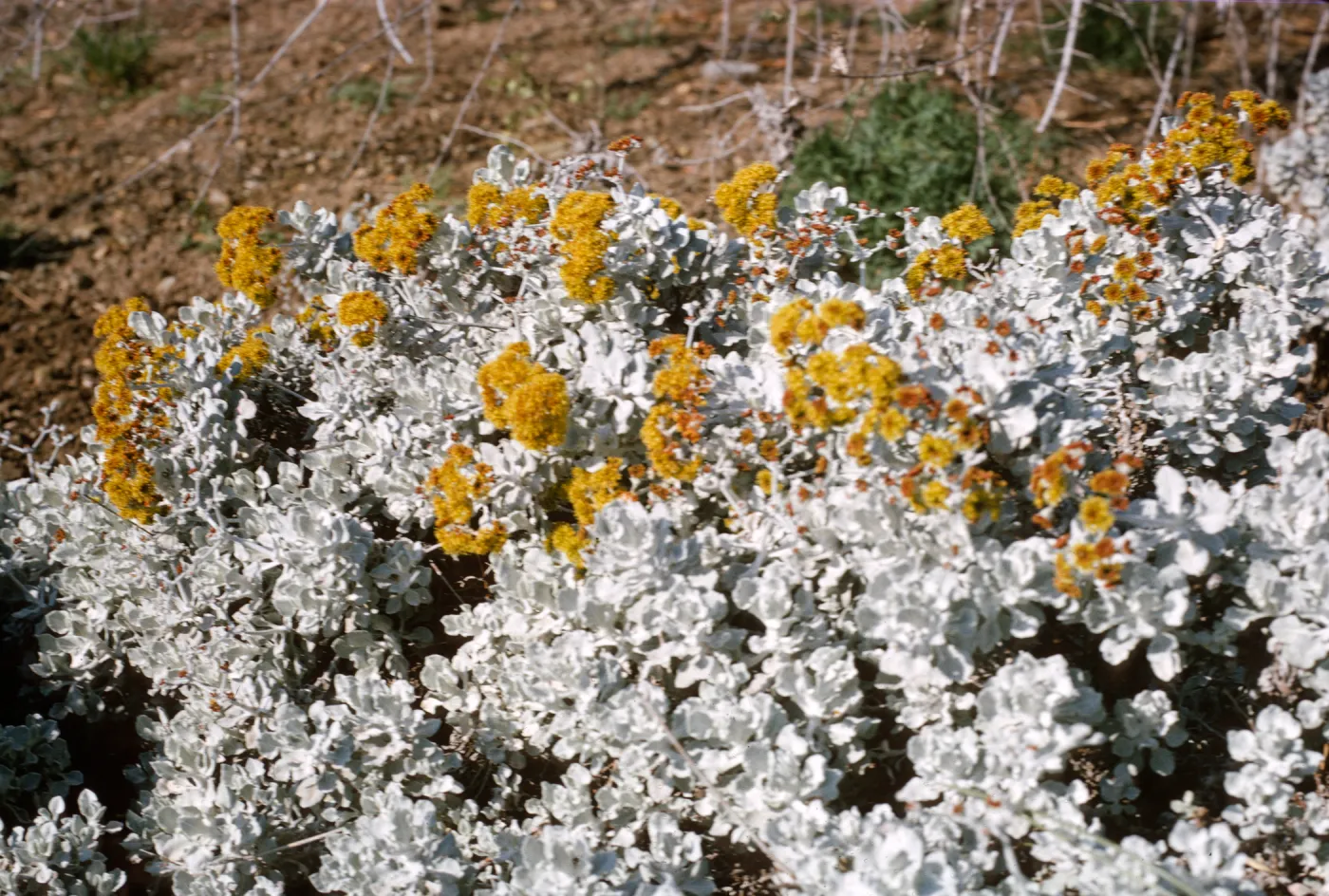 Eriogonum saxatile