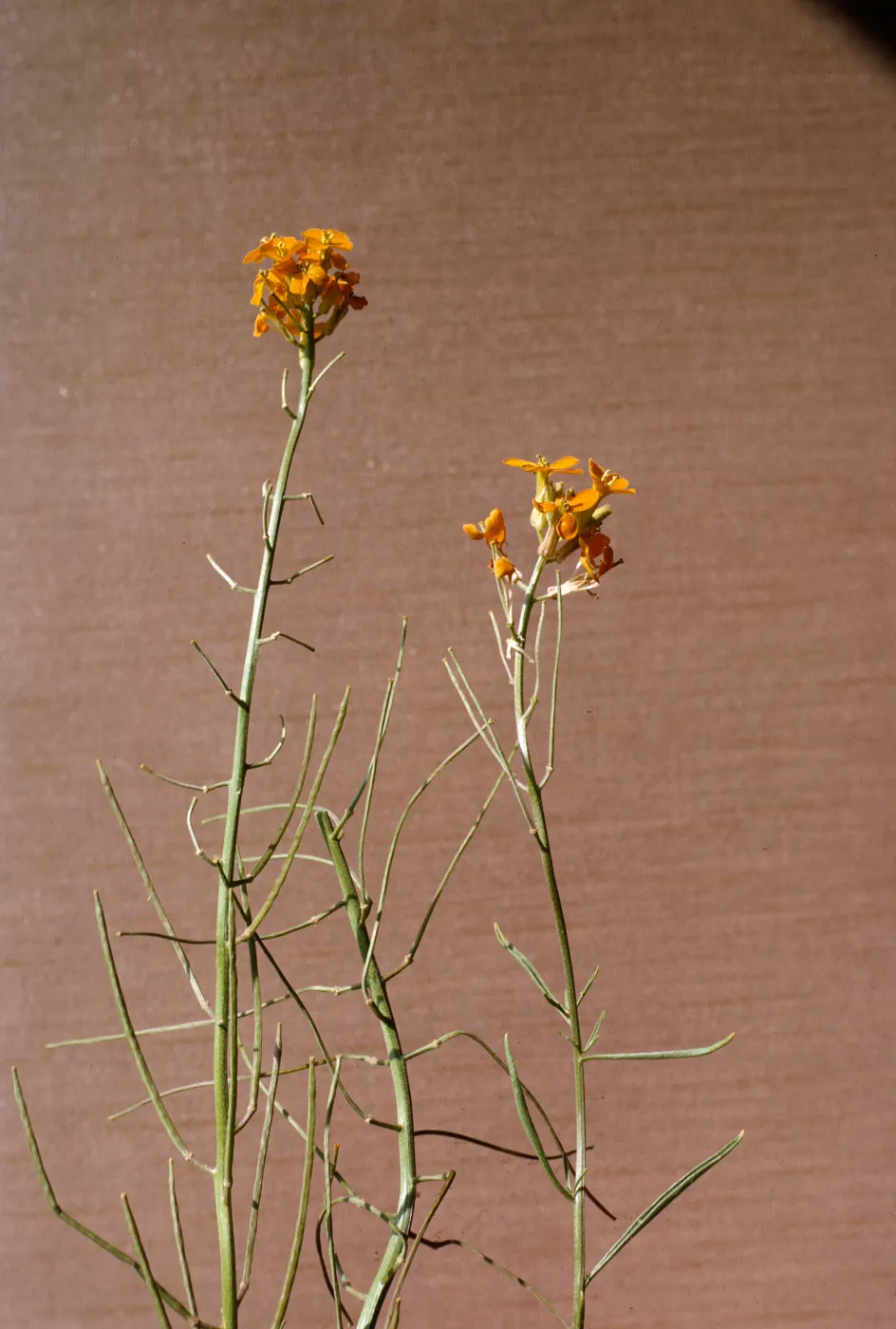 Erysimum capitatum