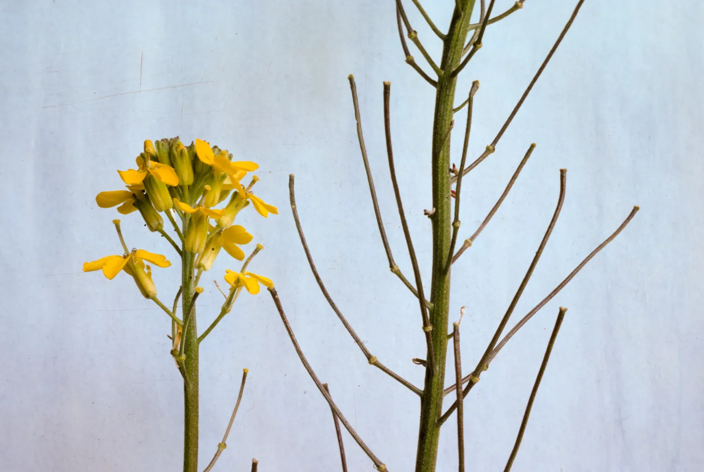 Erysimum suffrutescens var. lompocense