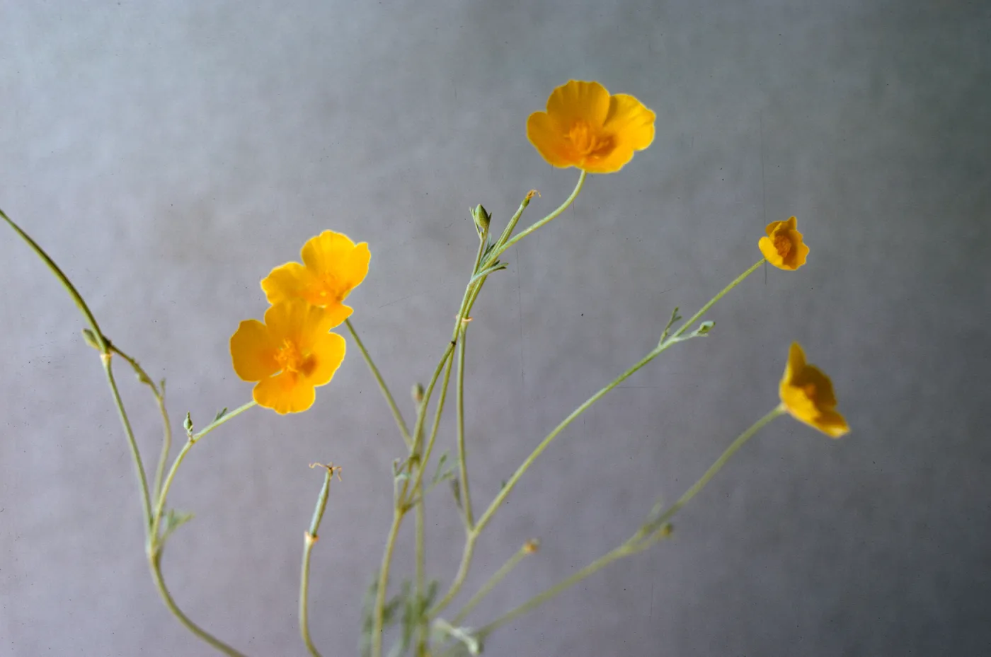Eschscholzia (California Poppy)