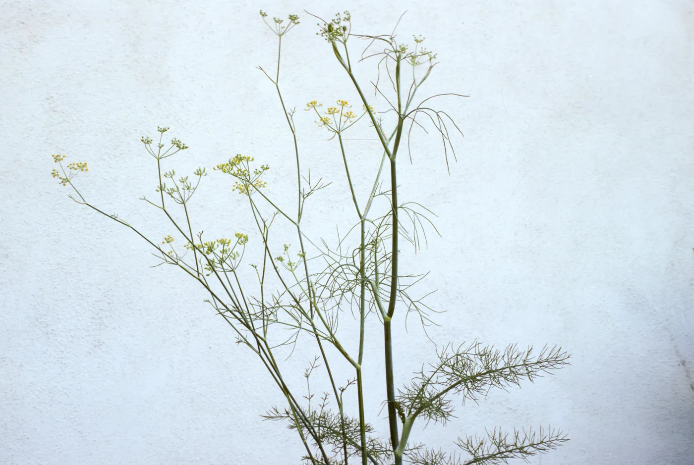 Foeniculum vulgare