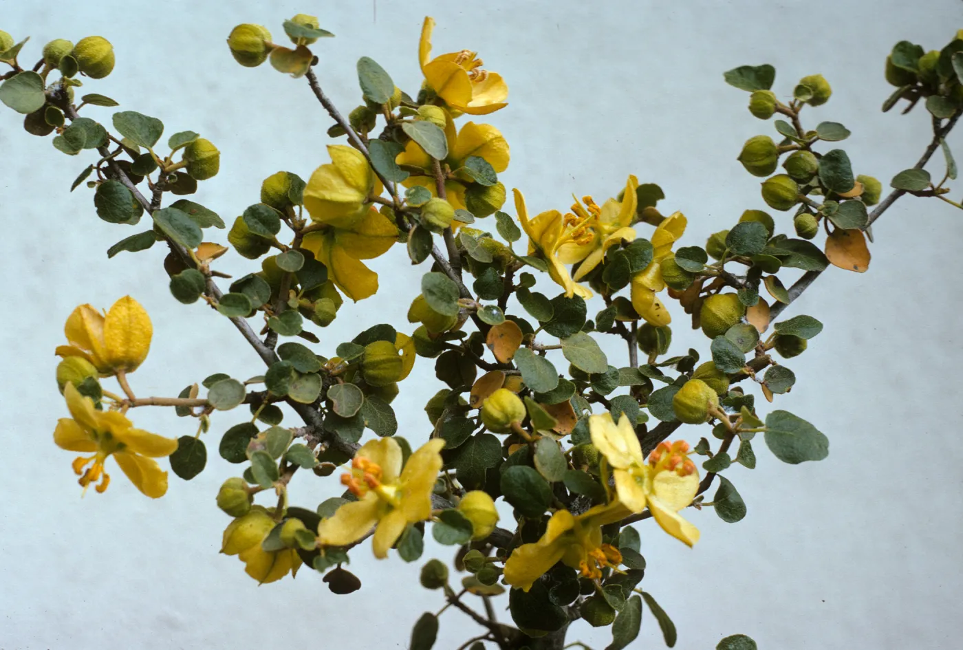 Fremontodendron californicum ssp. obispoense