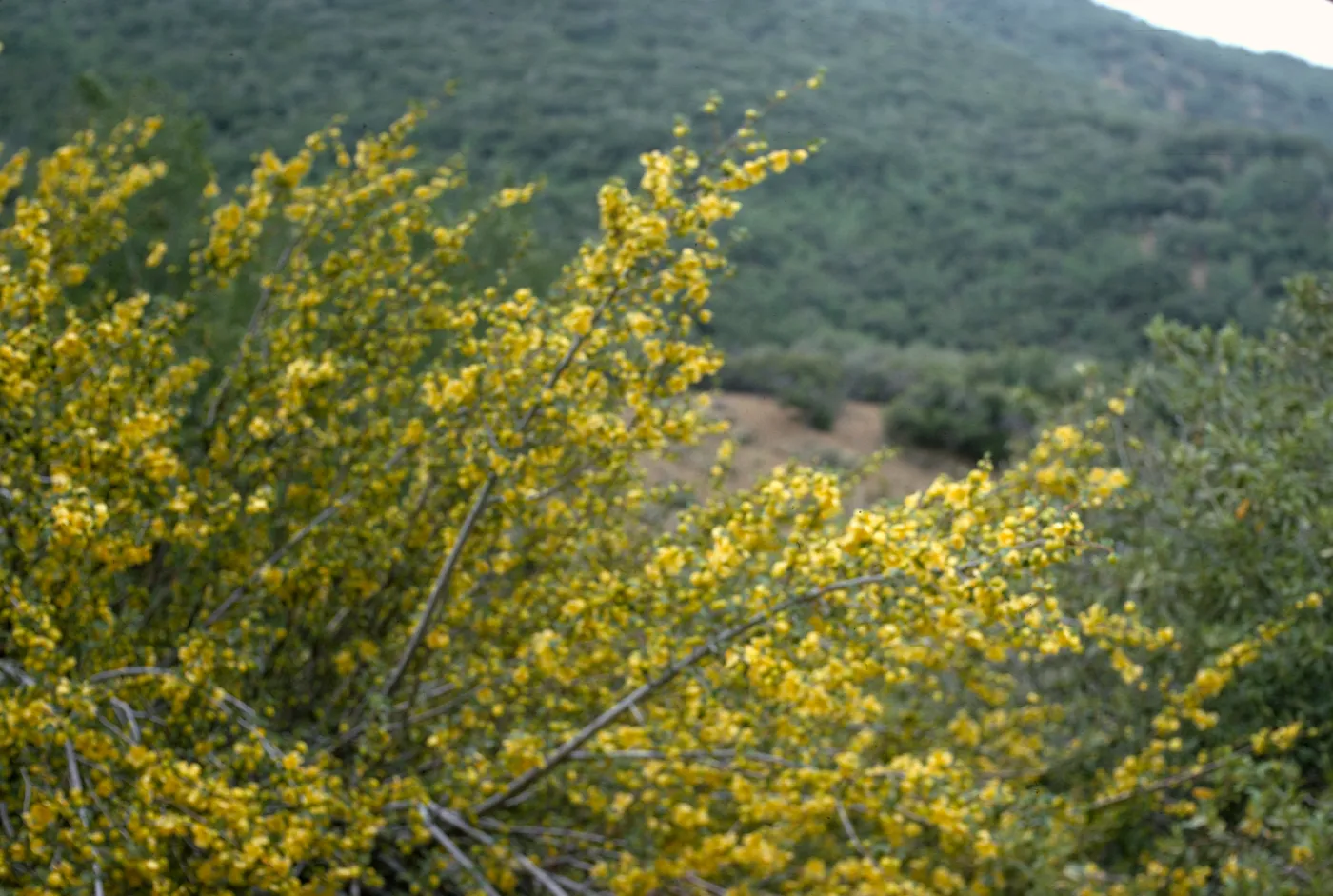 Fremontodendron californicum