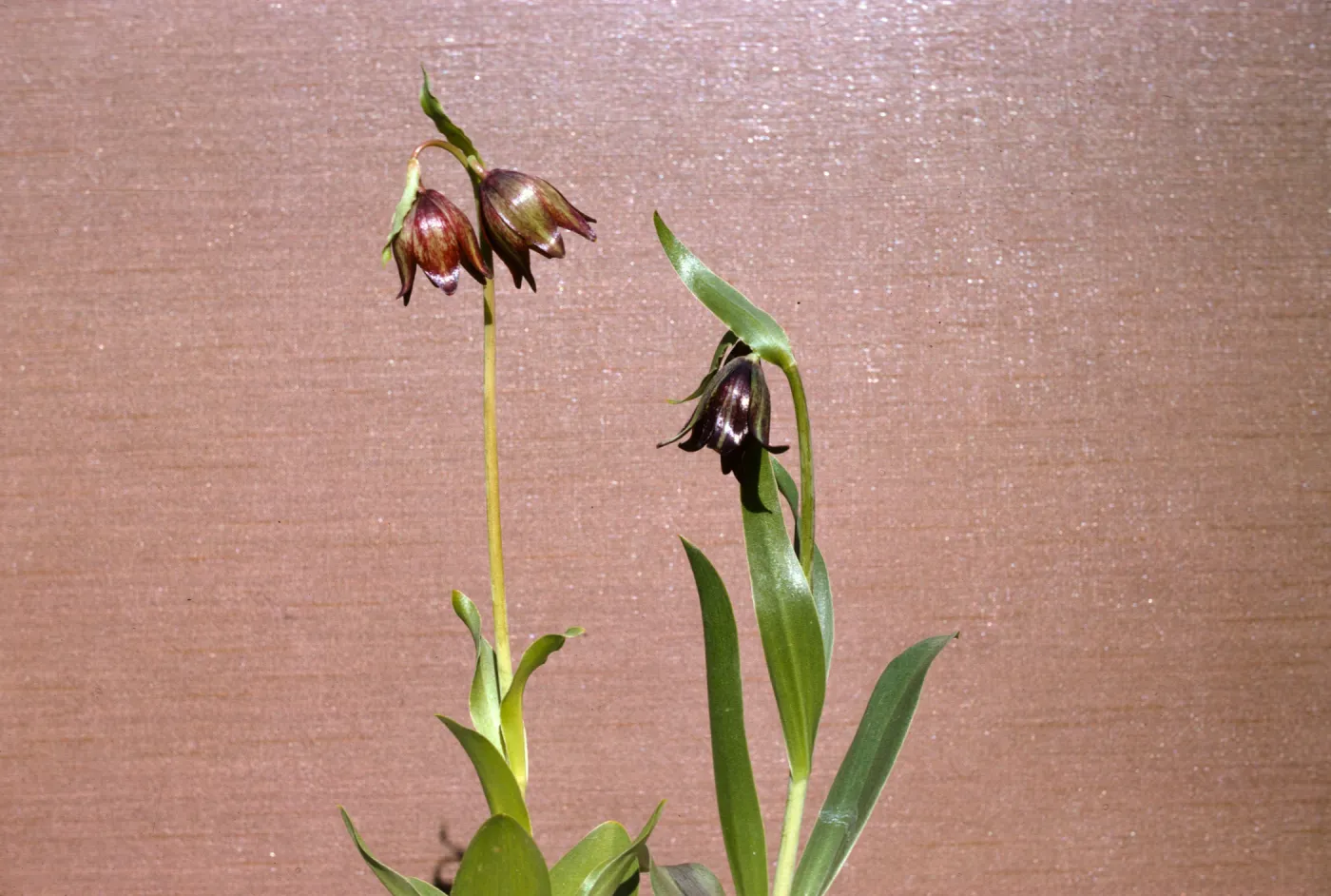 Fritillaria biflora