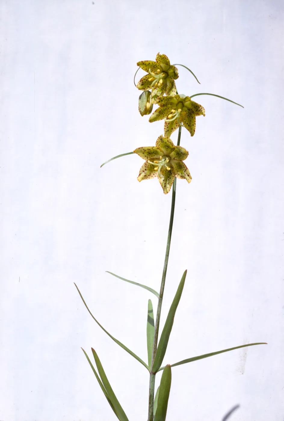 Fritillaria lanceolata