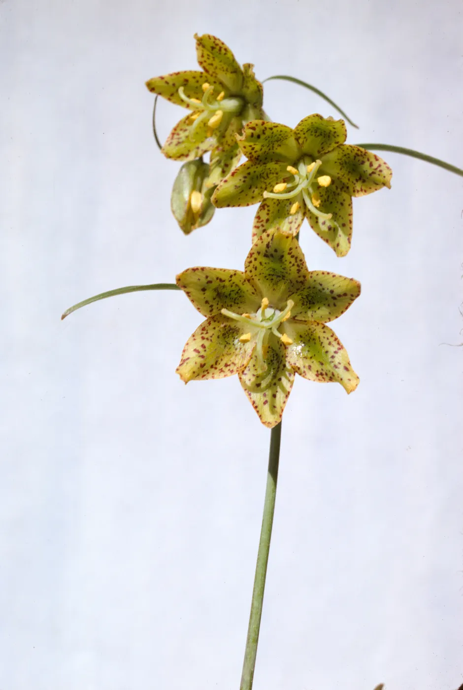 Fritillaria lanceolata