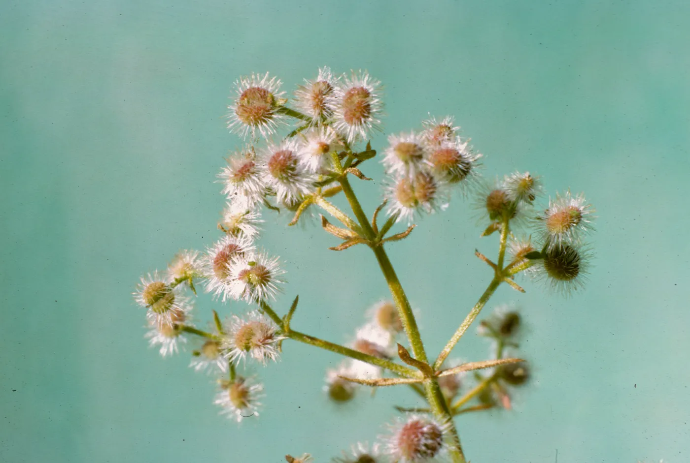 Galium angustifolium var. siccatum