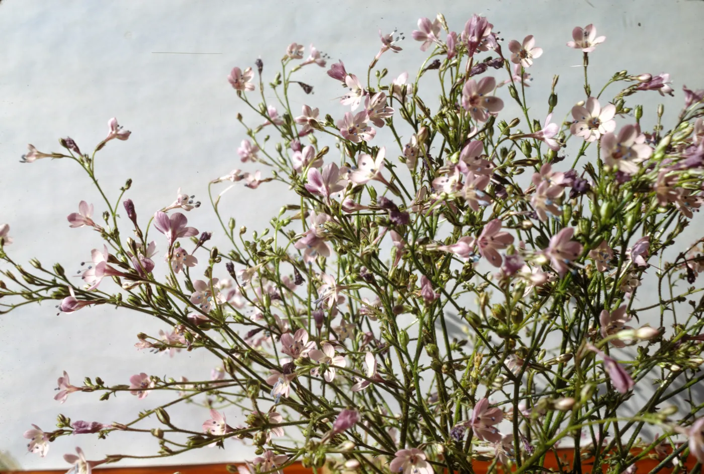 Gilia splendens