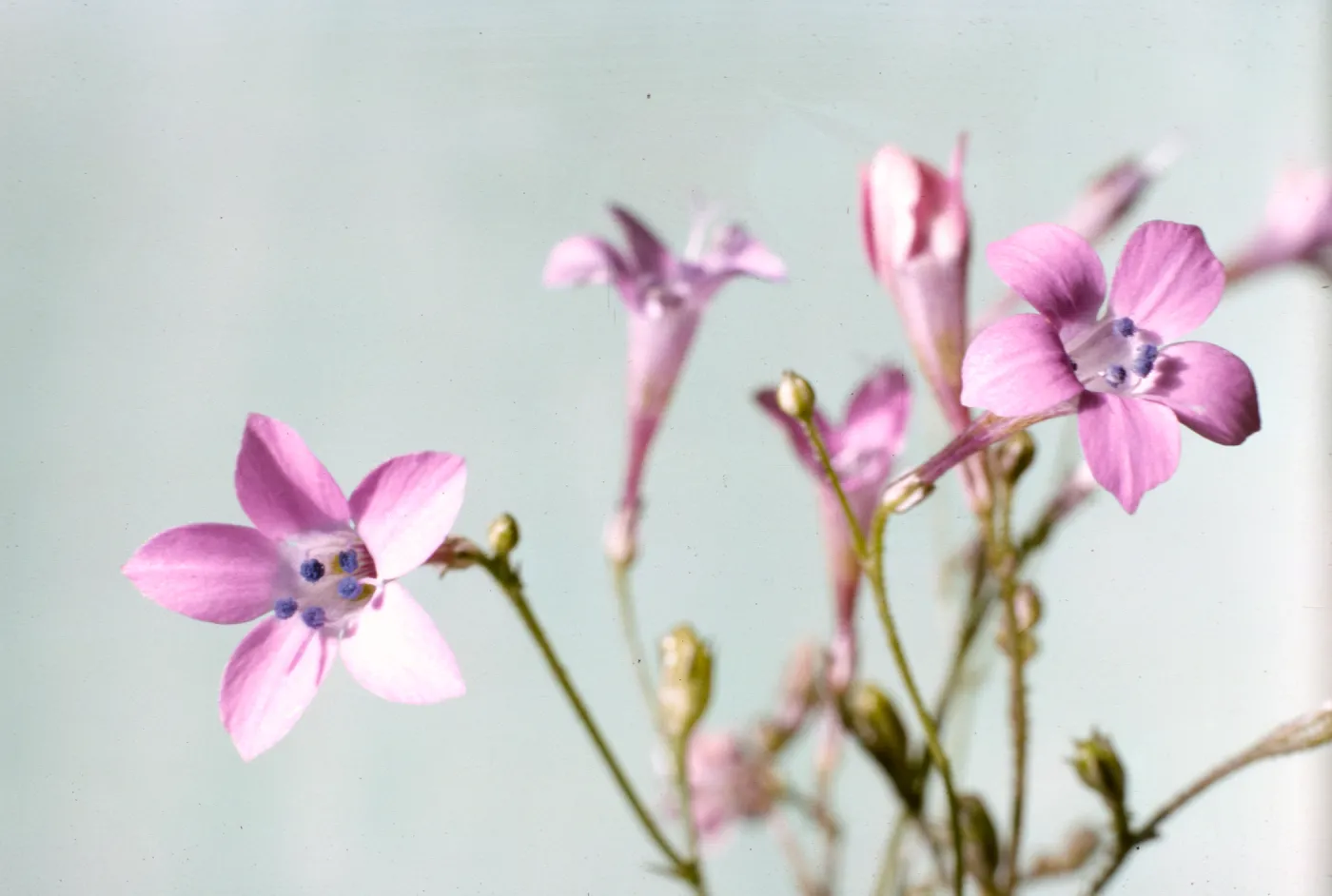 Gilia splendens