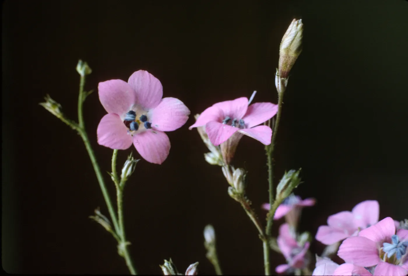 Gilia splendens