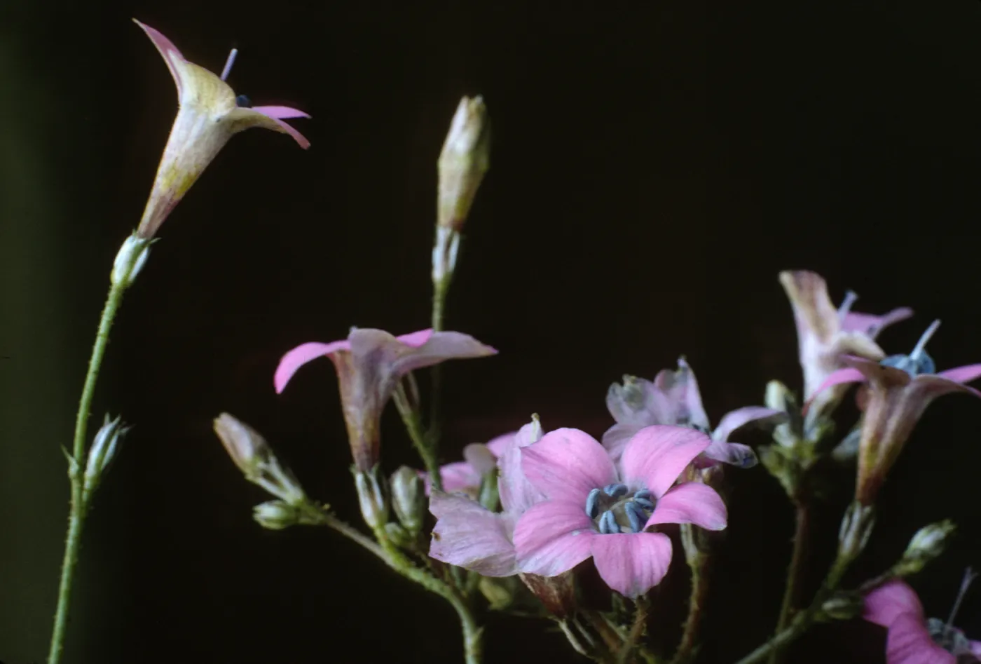 Gilia splendens