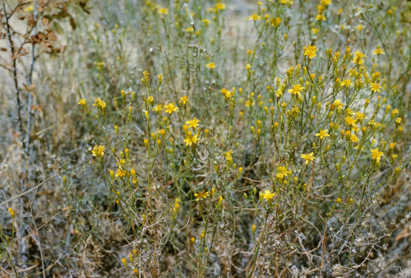 Gutierrezia californica