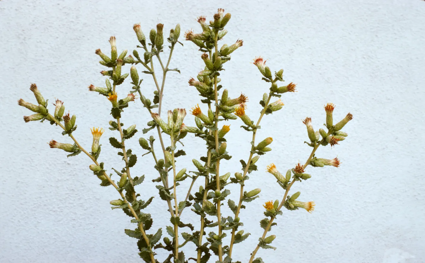 Haplopappus squarrosus ssp. obtusus