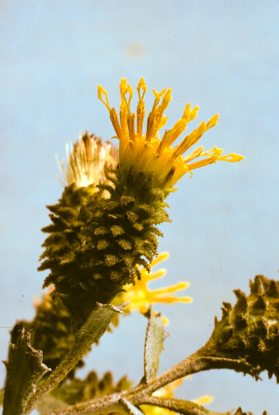 Haplopappus squarrosus