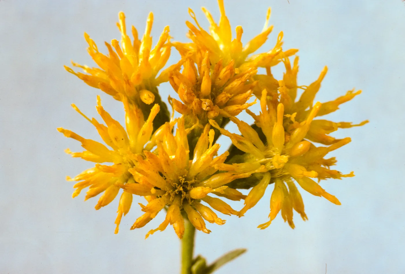 Haplopappus venetus ssp. vernonioides