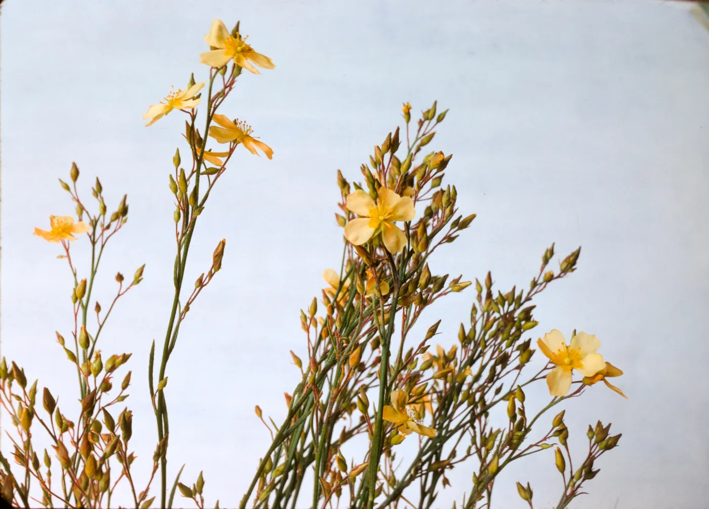 Helianthemum scoparium var. vulgare