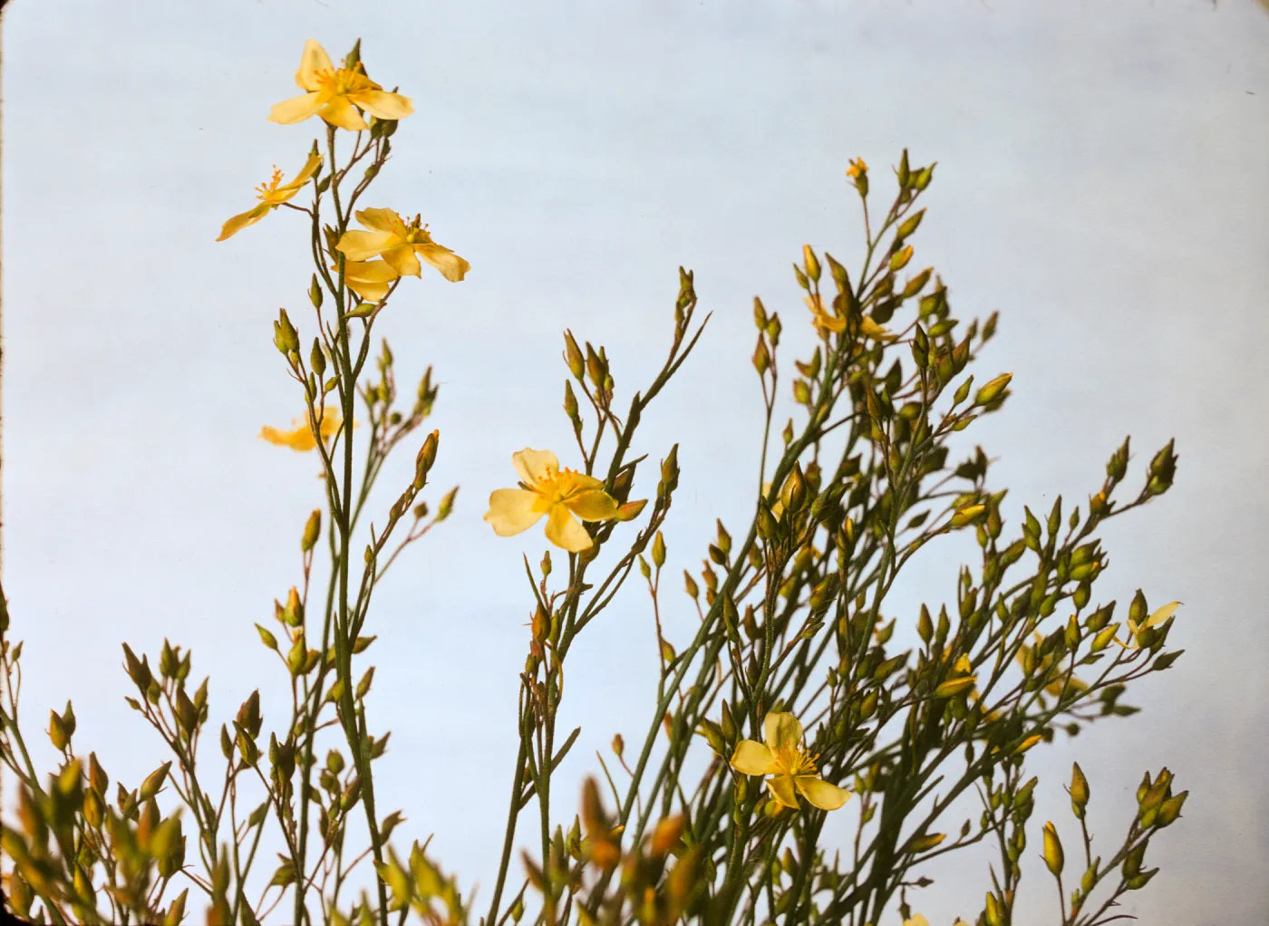 Helianthemum scoparium var. vulgare