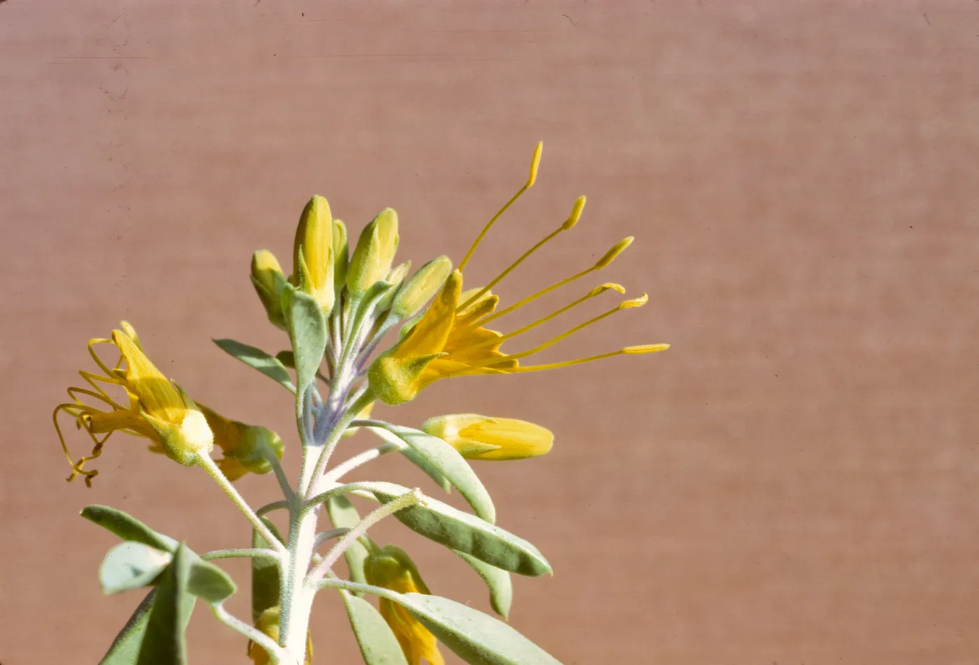 Isomeris arborea