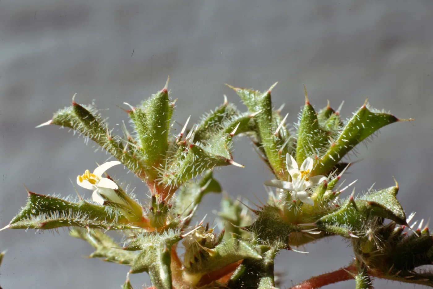 Langloisia schottii