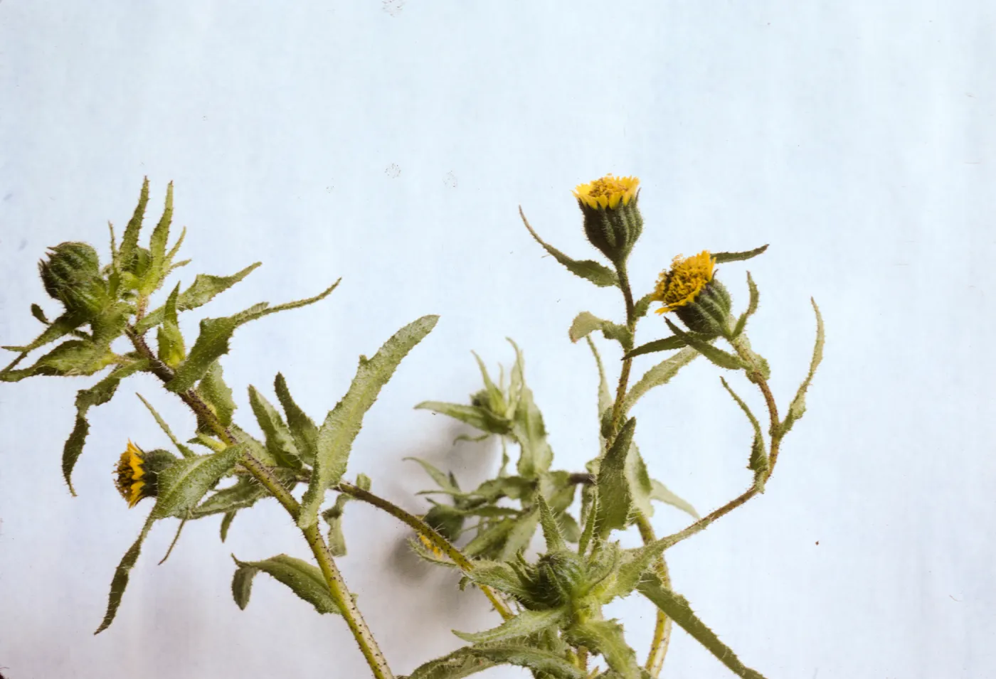 Layia paniculata