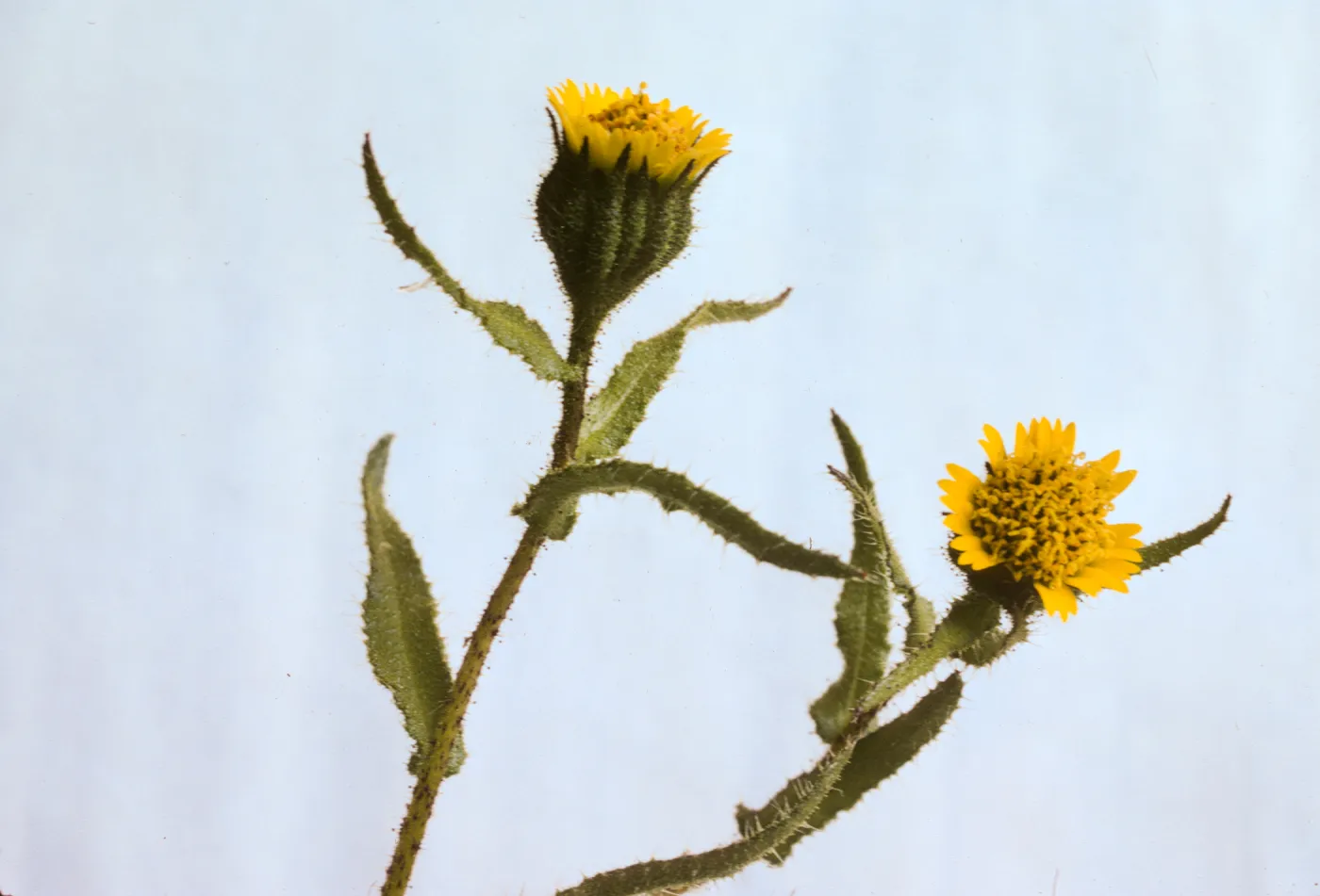 Layia paniculata