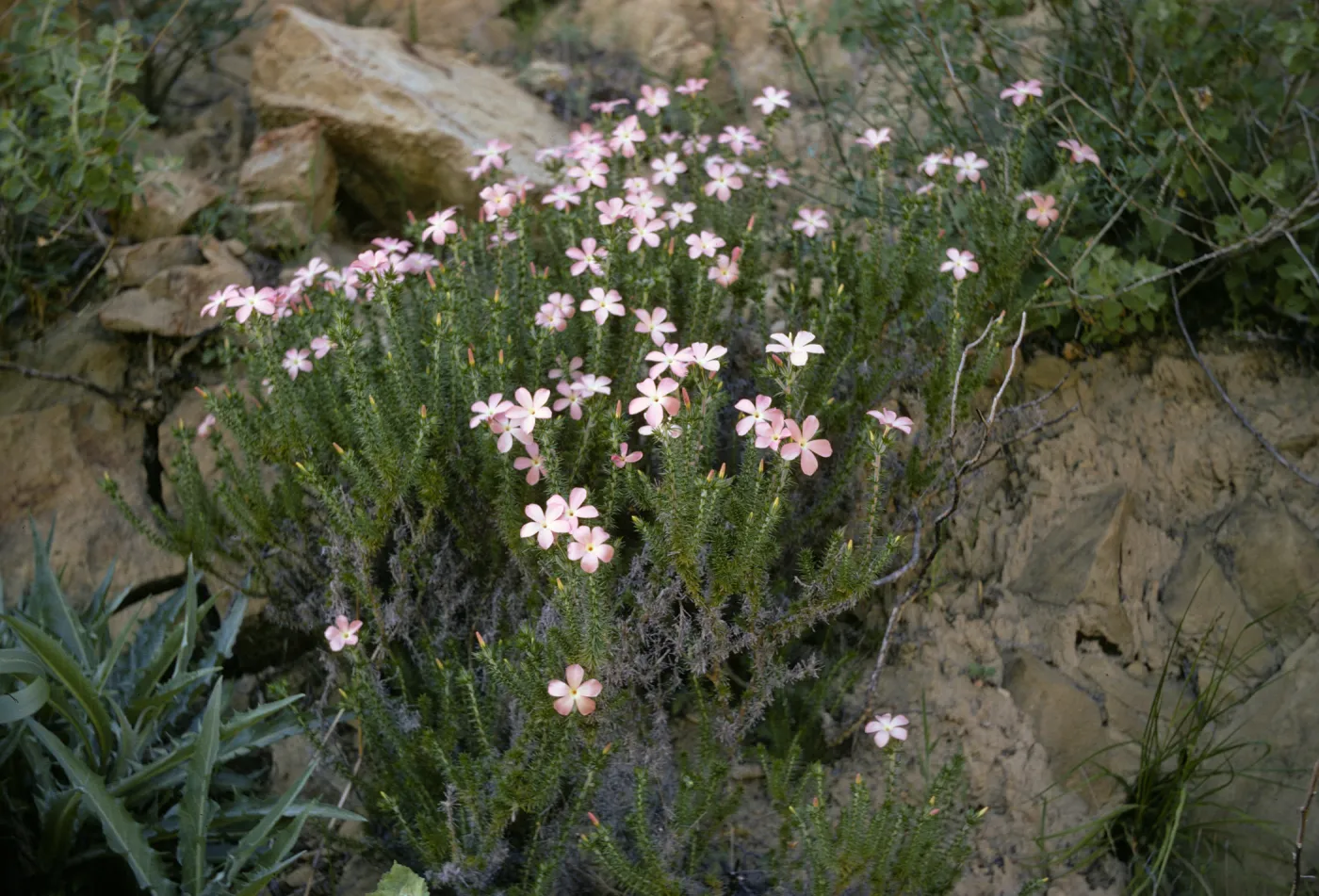 Leptodactylon californicum