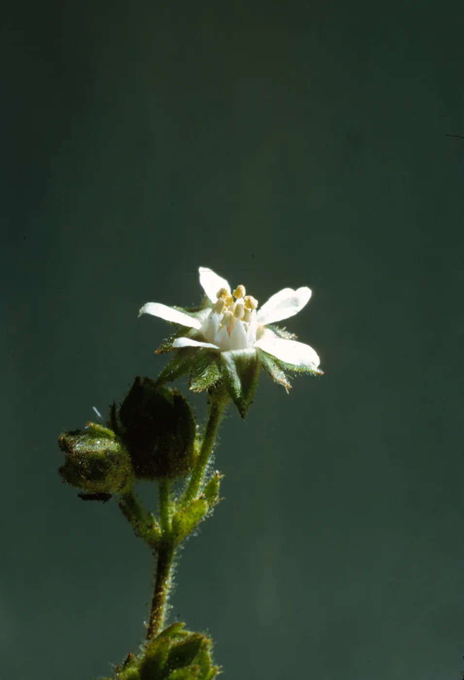 Horkelia cuneata