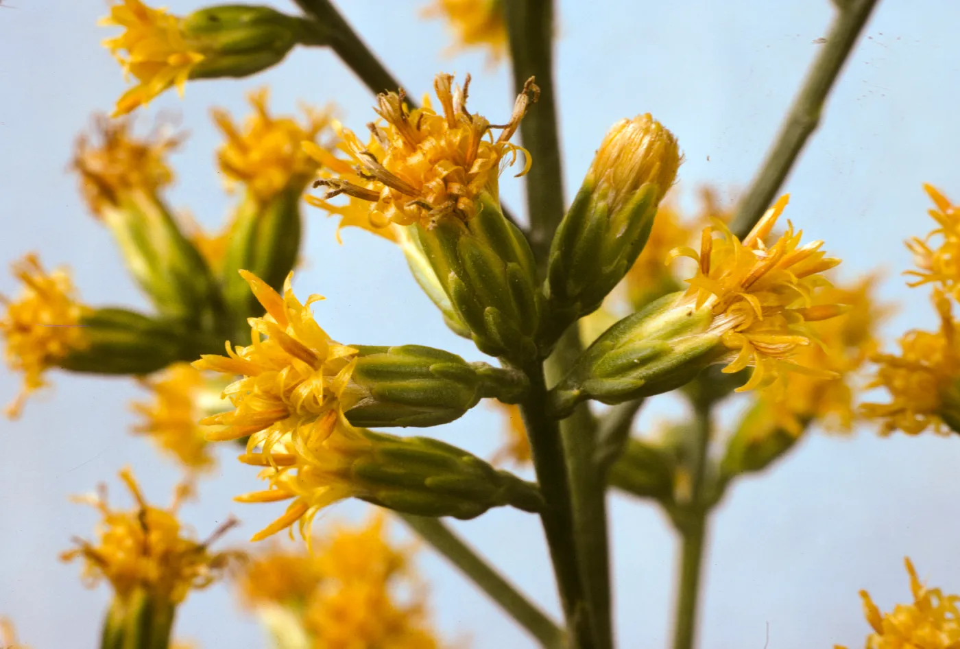 Lepidospartum squamatum