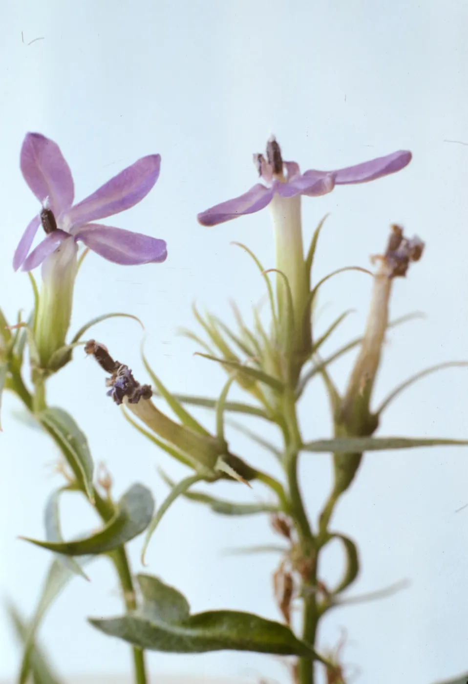 Lobelia dunnii var. serrata