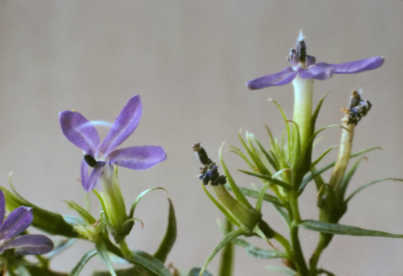 Lobelia dunnii var. serrata