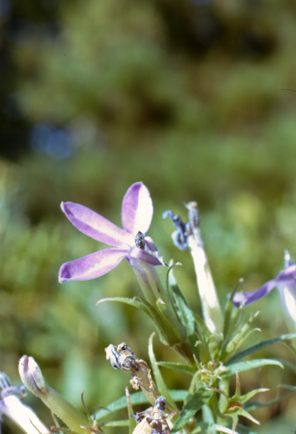 Lobelia dunnii var. serrata