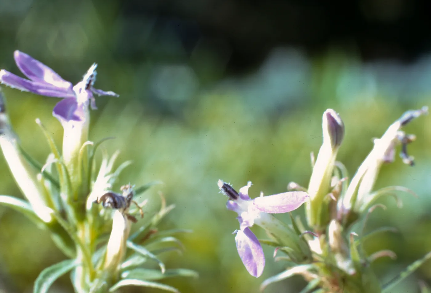 Lobelia dunnii var. serrata