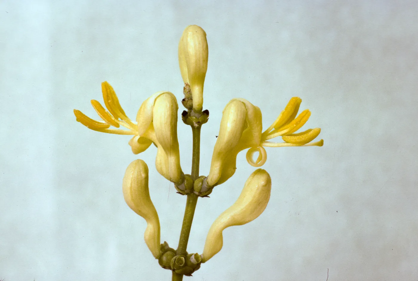 Lonicera subspicata var. johnstonii