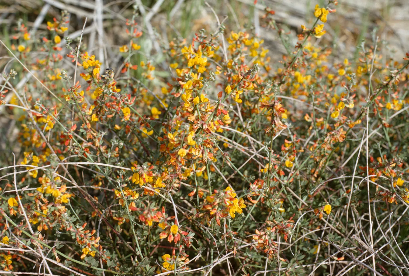 Lotus scoparius