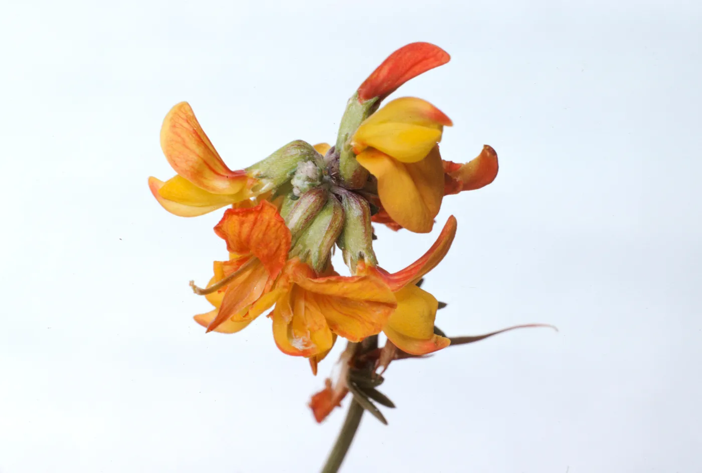 Lotus scoparius