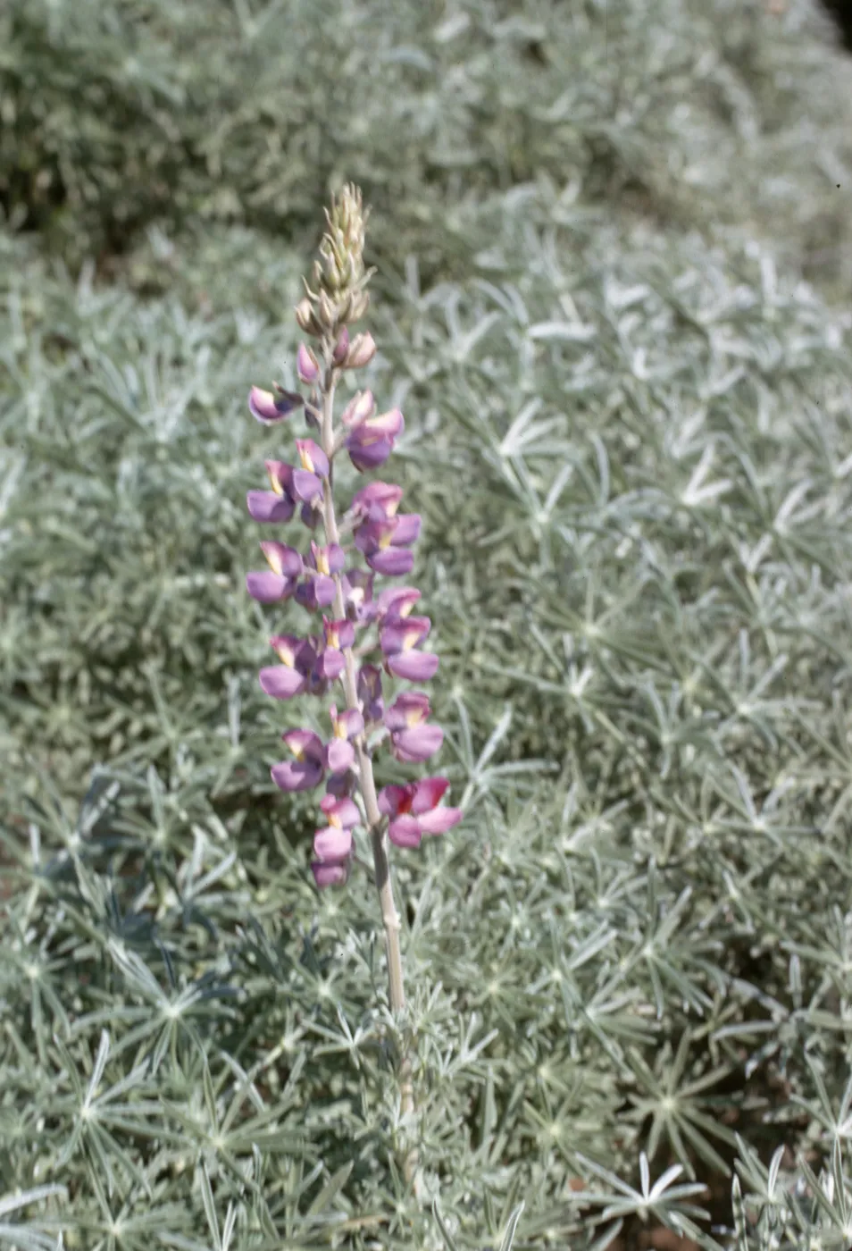 Lupinus albifrons var. douglasii