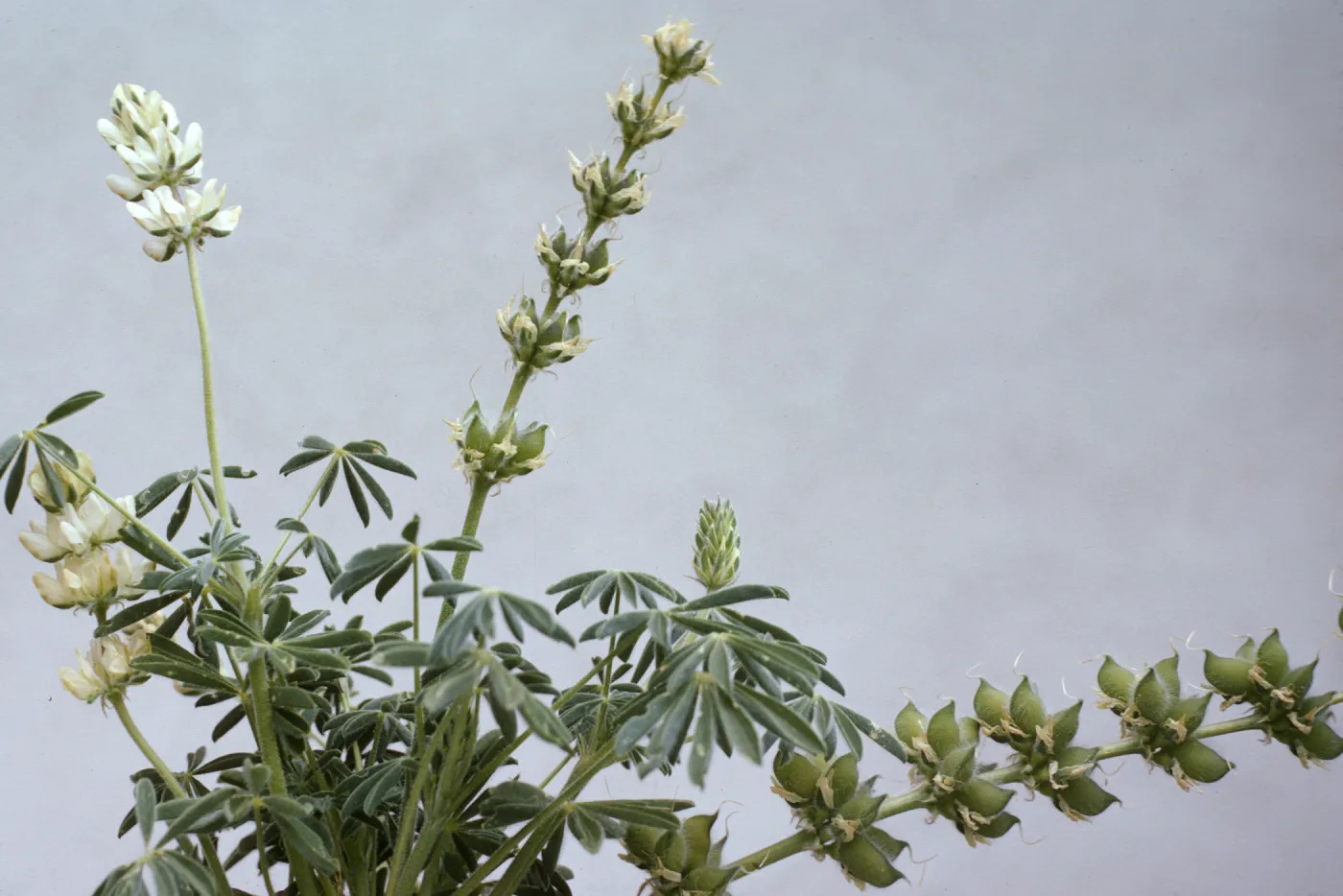 Lupinus densiflorus var. palustris