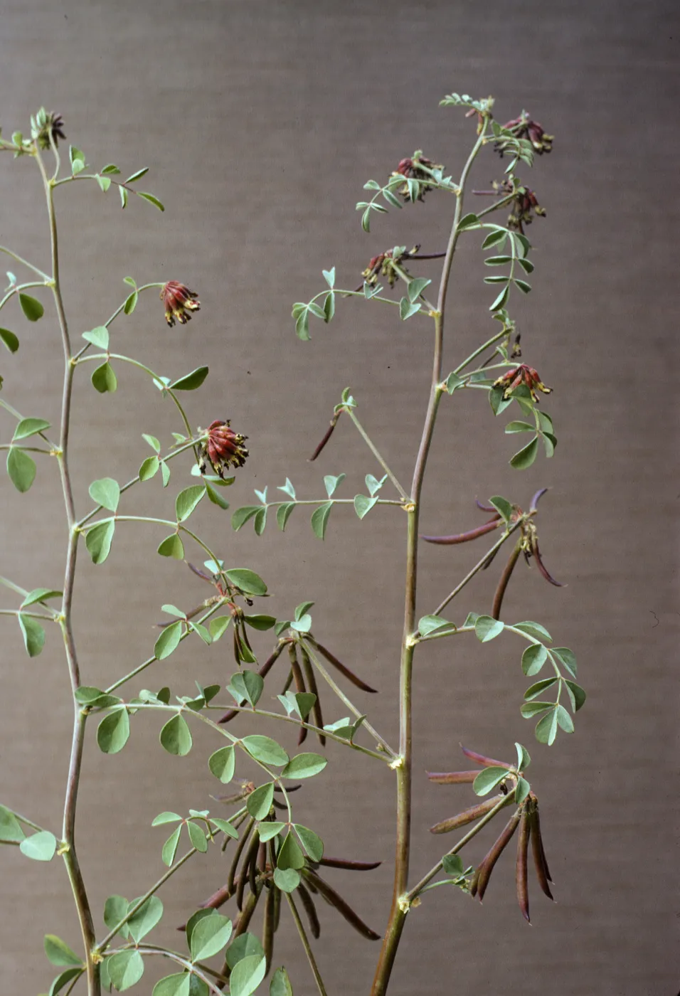 Lotus crassifolius