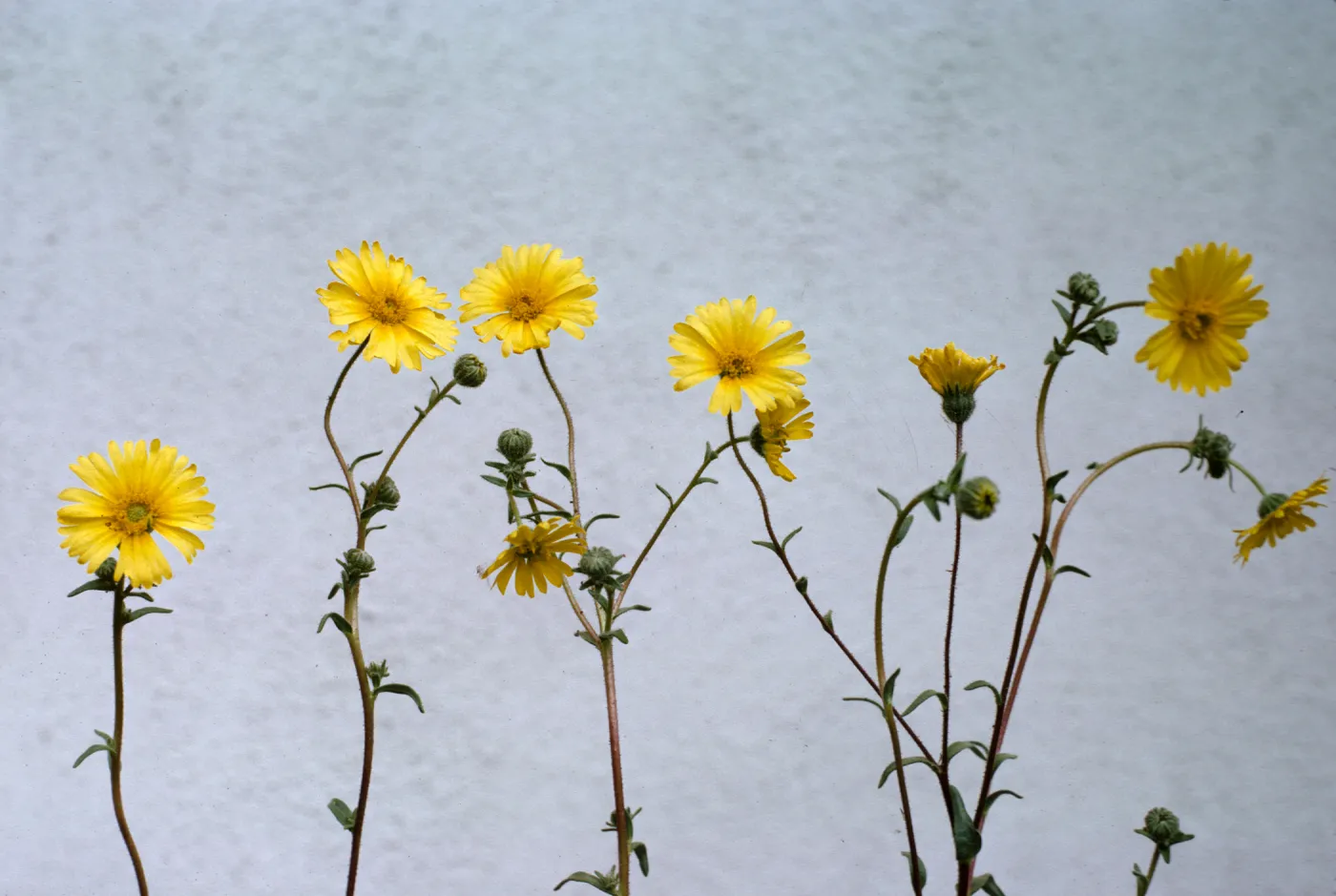 Madia elegans ssp. wheeleri