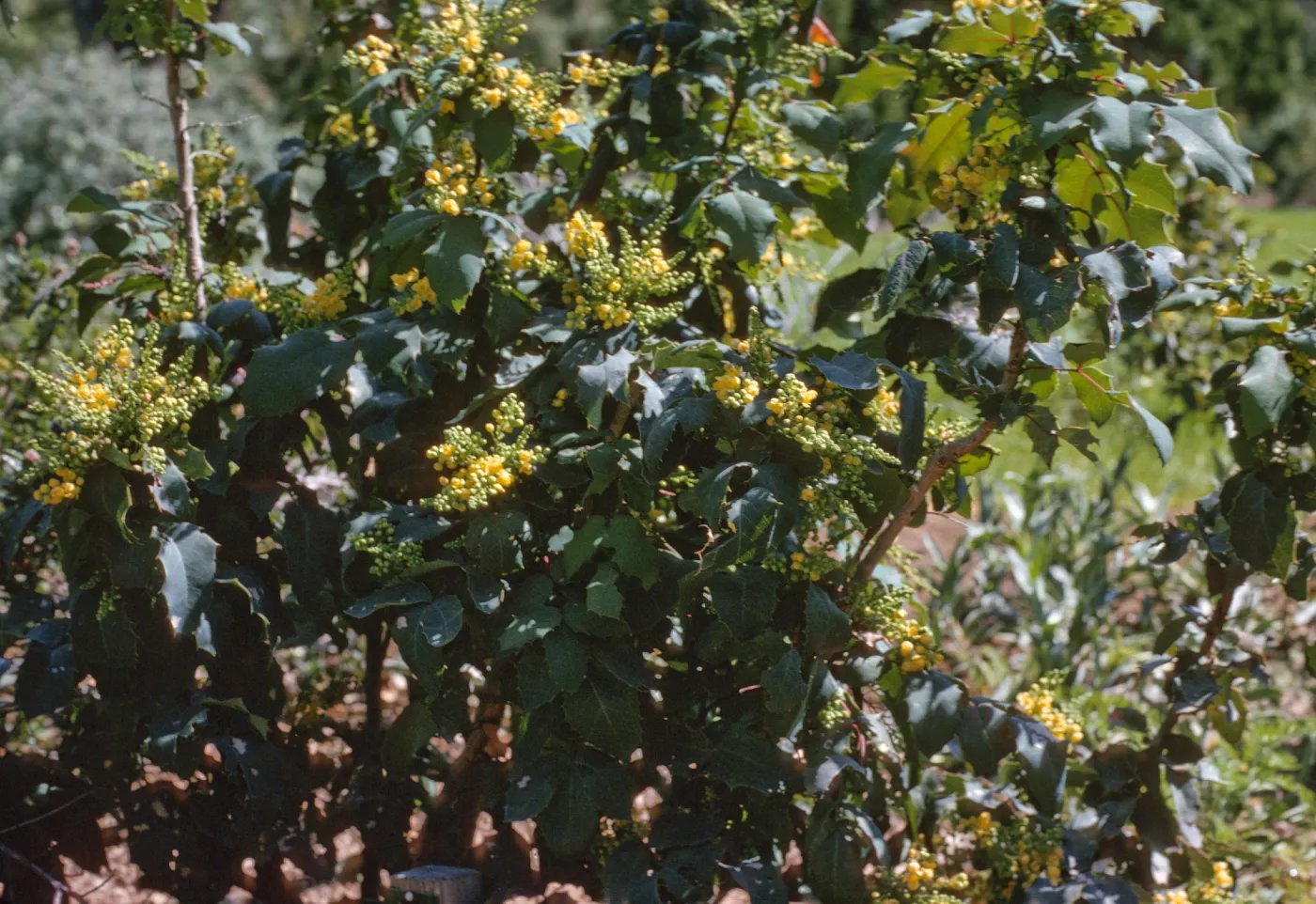 Mahonia, Berberis